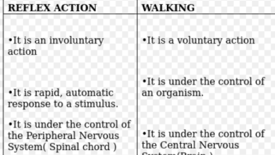 What is the Difference between a Reflex Action and Walking: Everything You Need to Know?